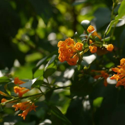 Orange flowers with dark-green leaves on green petioles and stems