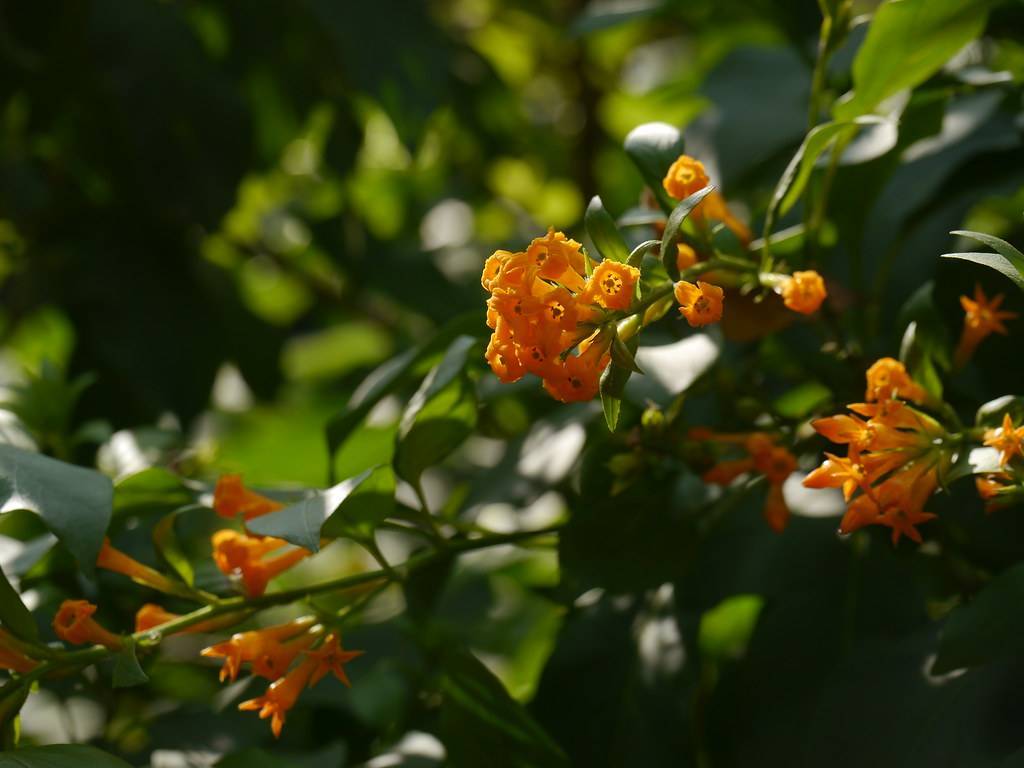 Orange flowers with dark-green leaves on green petioles and stems