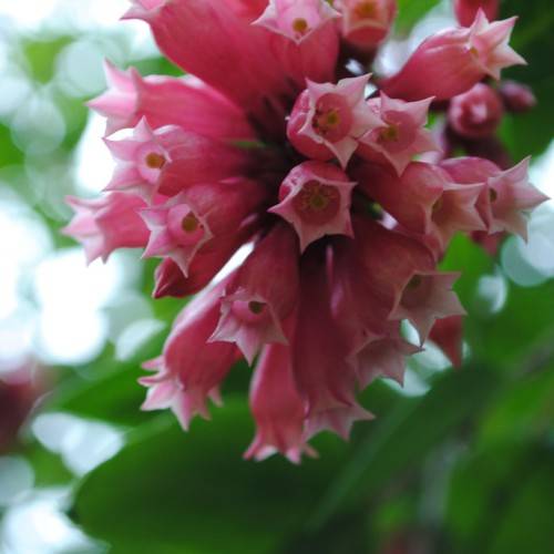 Pink flowers with yellow stigmas and green leaves