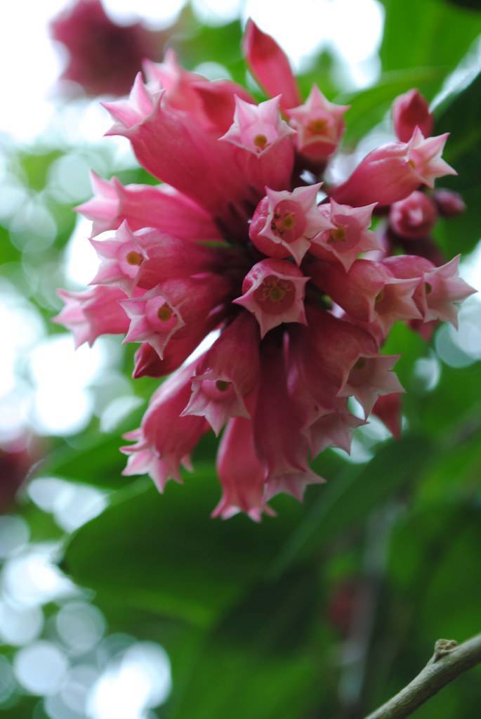 Pink flowers with yellow stigmas and green leaves