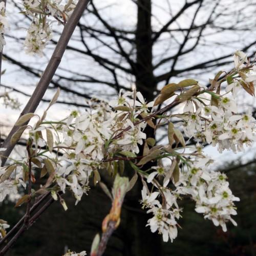 white flowers with beige-brown leaves on green stems and dark-brown branches