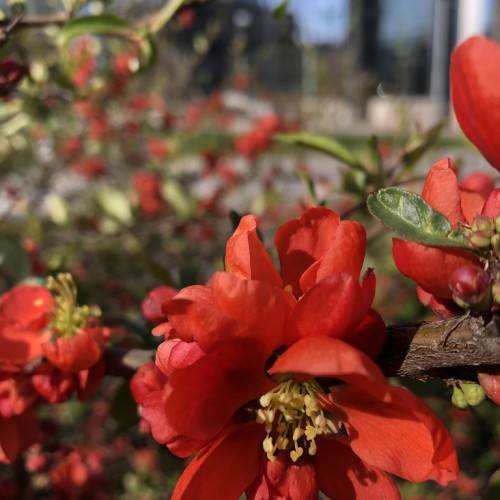 red flowers with pale-yellow filaments and anthers with green leaves on a brown branch