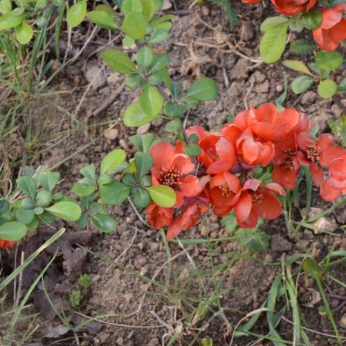 Scarlet flowers with filaments, orange anthers, green leaves, light-gray stems, off-white midrib and veins.