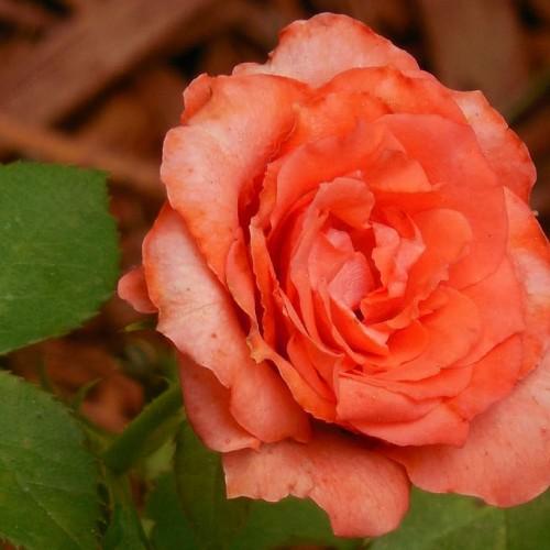 Scarlet flower with green leaves and stems