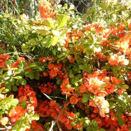 Bright-orange flowers and light-green leaves on light-brown twigs and branches