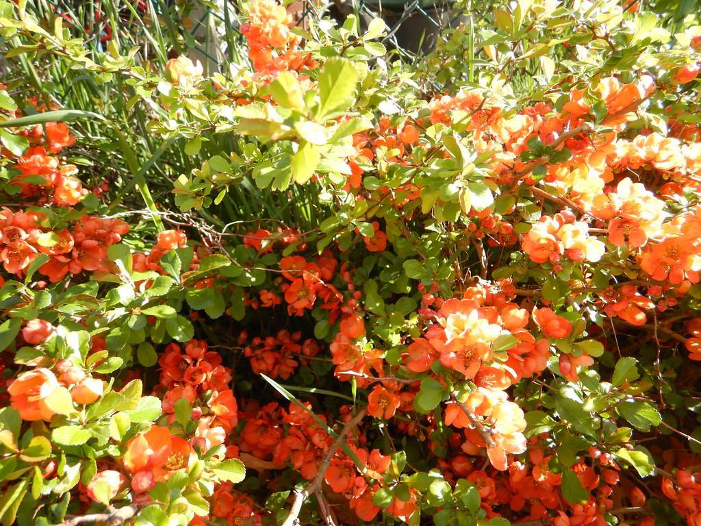 Bright-orange flowers and light-green leaves on light-brown twigs and branches 