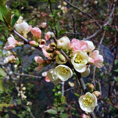 Pink-off-white flowers with pink-green buds, yellow anthers and yellow-lime filaments, green leaves, black stems.