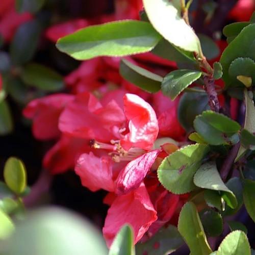 Dark-pink flowers with style, black stigma, white stamen, green leaves, midrib and veins and burgundy stem.