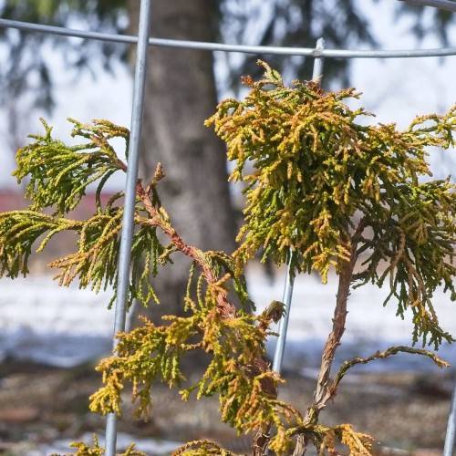 Gold-green foliage on red-gray twigs and red-gray branches