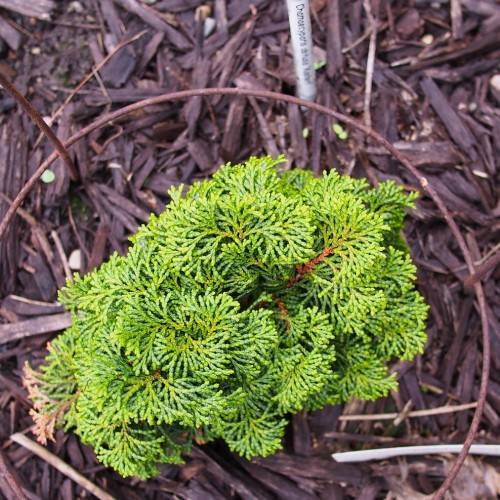 Lush-green foliage on orange-brown branches