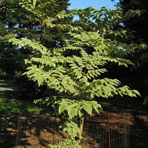 A brown trunk with multiple brown branches, filled with green-white leaves growing out of green stems.