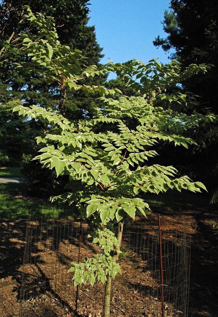 A brown trunk with multiple brown branches, filled with green-white leaves growing out of green stems.
