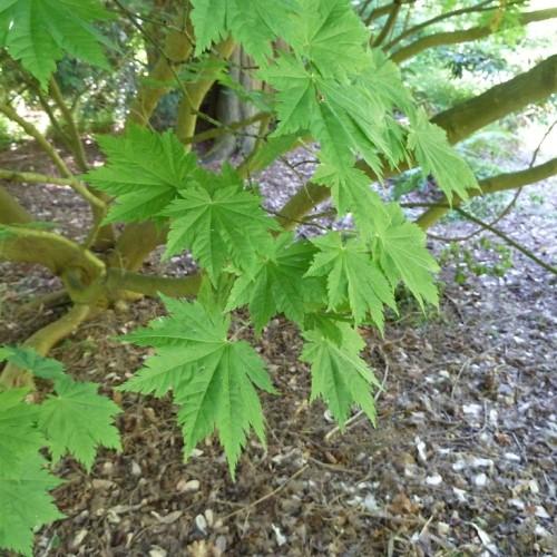 Tree with green-yellow branches growing up right from the soil having tiny green-yellow twigs with maple-shaped green leaves.