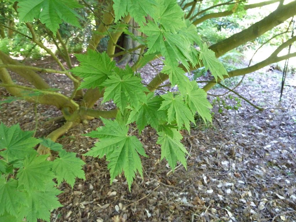 Tree with green-yellow branches growing up right from the soil having tiny green-yellow twigs with maple-shaped green leaves.