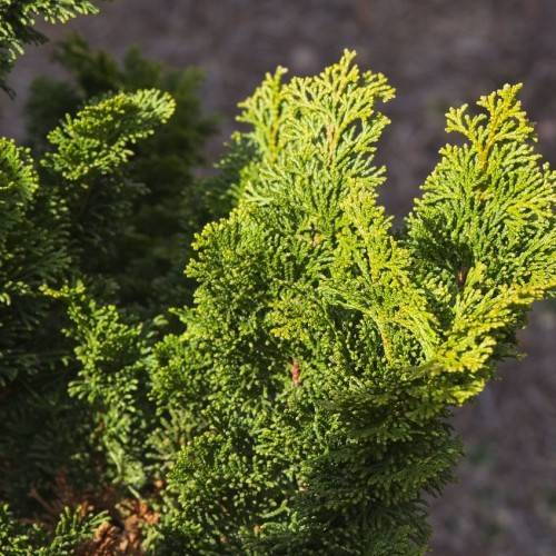 Bright-green foliage on red-brown branches