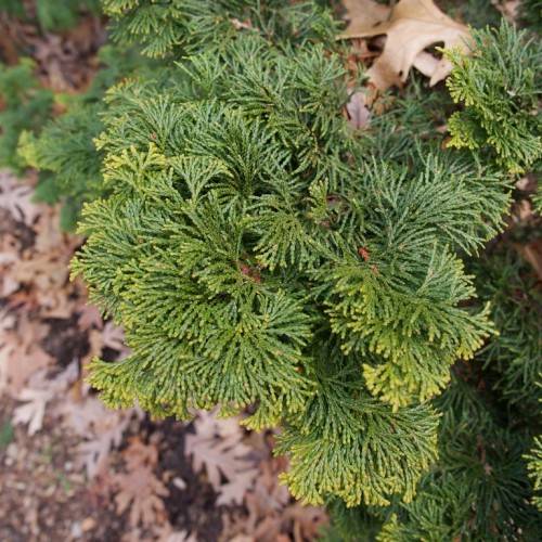 yellow-green foliage on red-brown branches