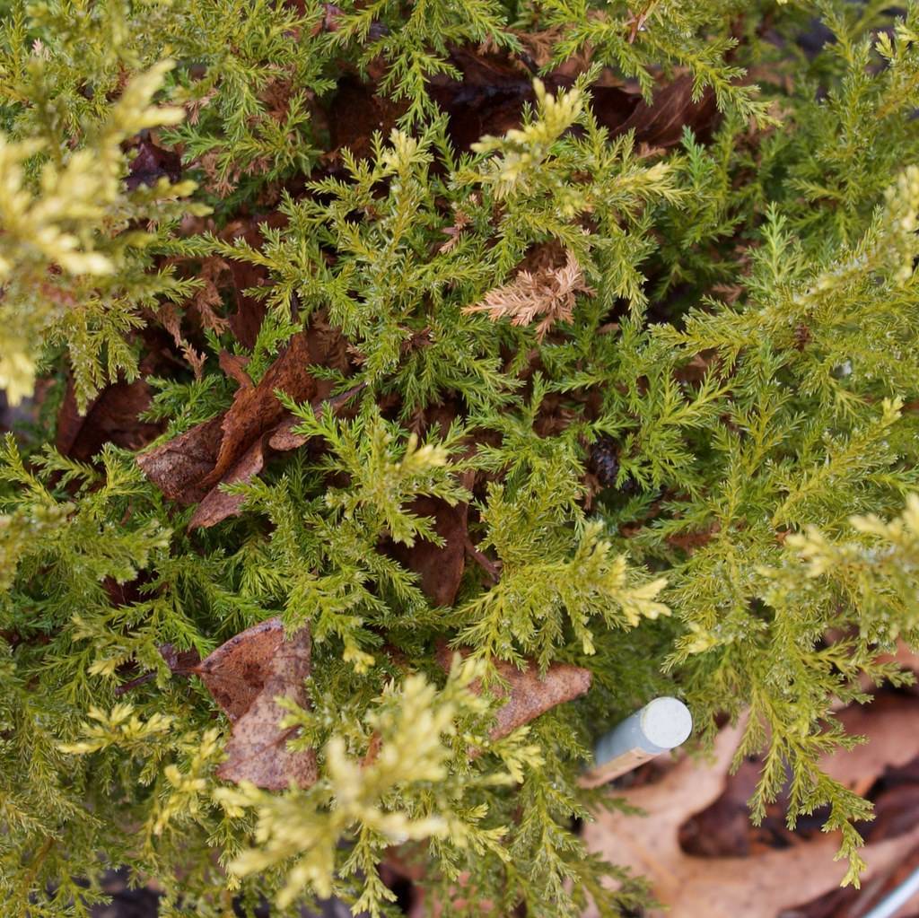 Yellow-green foliage with brown leaves on green stems