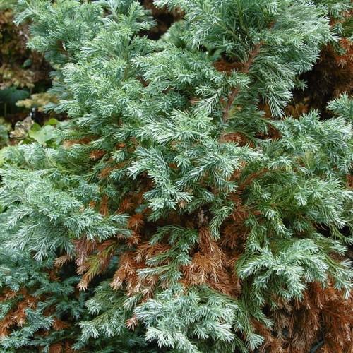 Light-green needles with brown stems and brown branches.