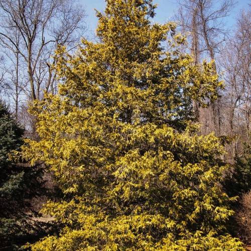Gold-green foliage with brown twigs and brown branches on a dark-brown trunk