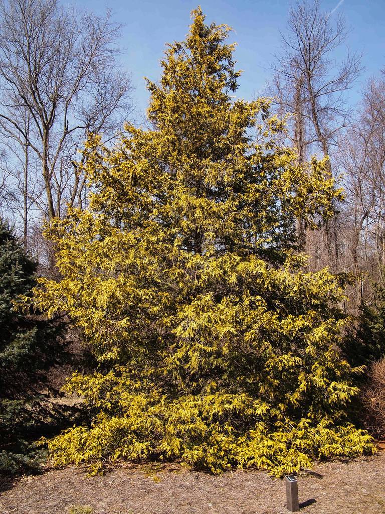 Gold-green foliage with brown twigs and brown branches on a dark-brown trunk