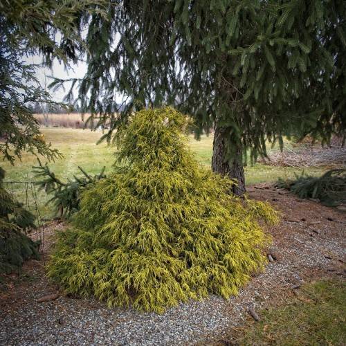 Light-green foliage with green-yellow stems