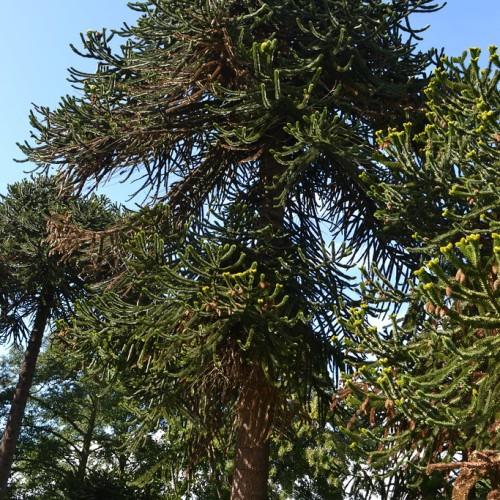 A long tree, with a brown trunk, and multiple brown branches filled with green leaves.