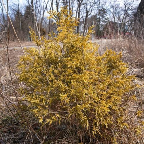 Rust-gold foliage with light-brown twigs and light-brown branches