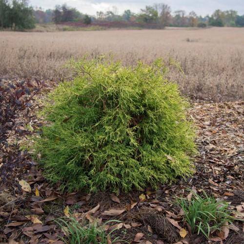 A tiny tree, during the very early stage of growth having brown-green branches that are filled with green leaves.