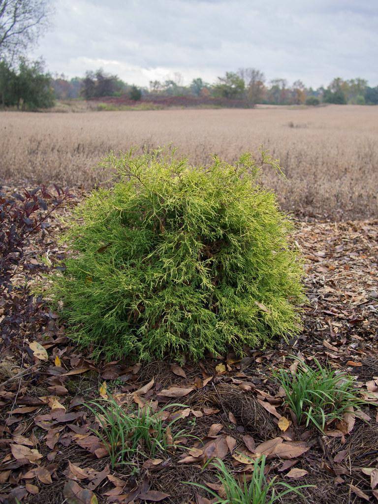 A tiny tree, during the very early stage of growth having brown-green branches that are filled with green leaves. 