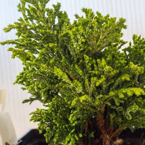 Lush-green foliage with green stems and red-brown branches