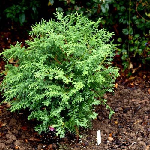 green foliage and red-brown stems