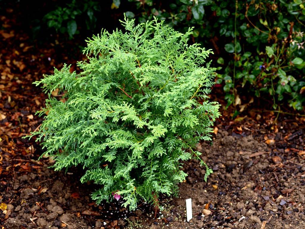 green foliage and red-brown stems