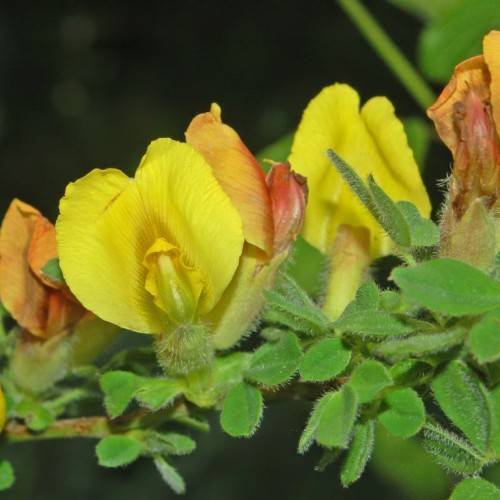 Yellow-red flowers with green ovaries and lush-green leaves on a green-brown branch