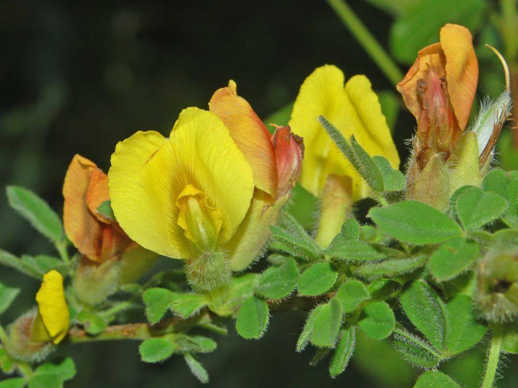 Yellow-red flowers with green ovaries and lush-green leaves on a green-brown branch