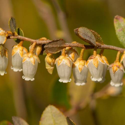 Gray-brown flowers with light-orange sepals and orange petioles on a brown branch with brown-leaves