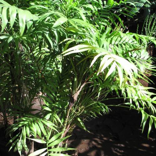 White-green leaves on green-brown branches and a green-brown stem