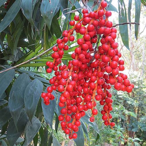 Bright-red fruits on red stems with green leaves