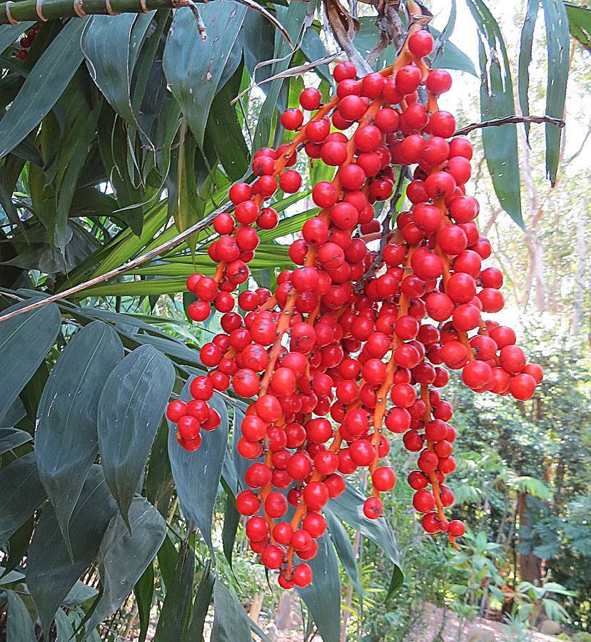 Bright-red fruits on red stems with green leaves