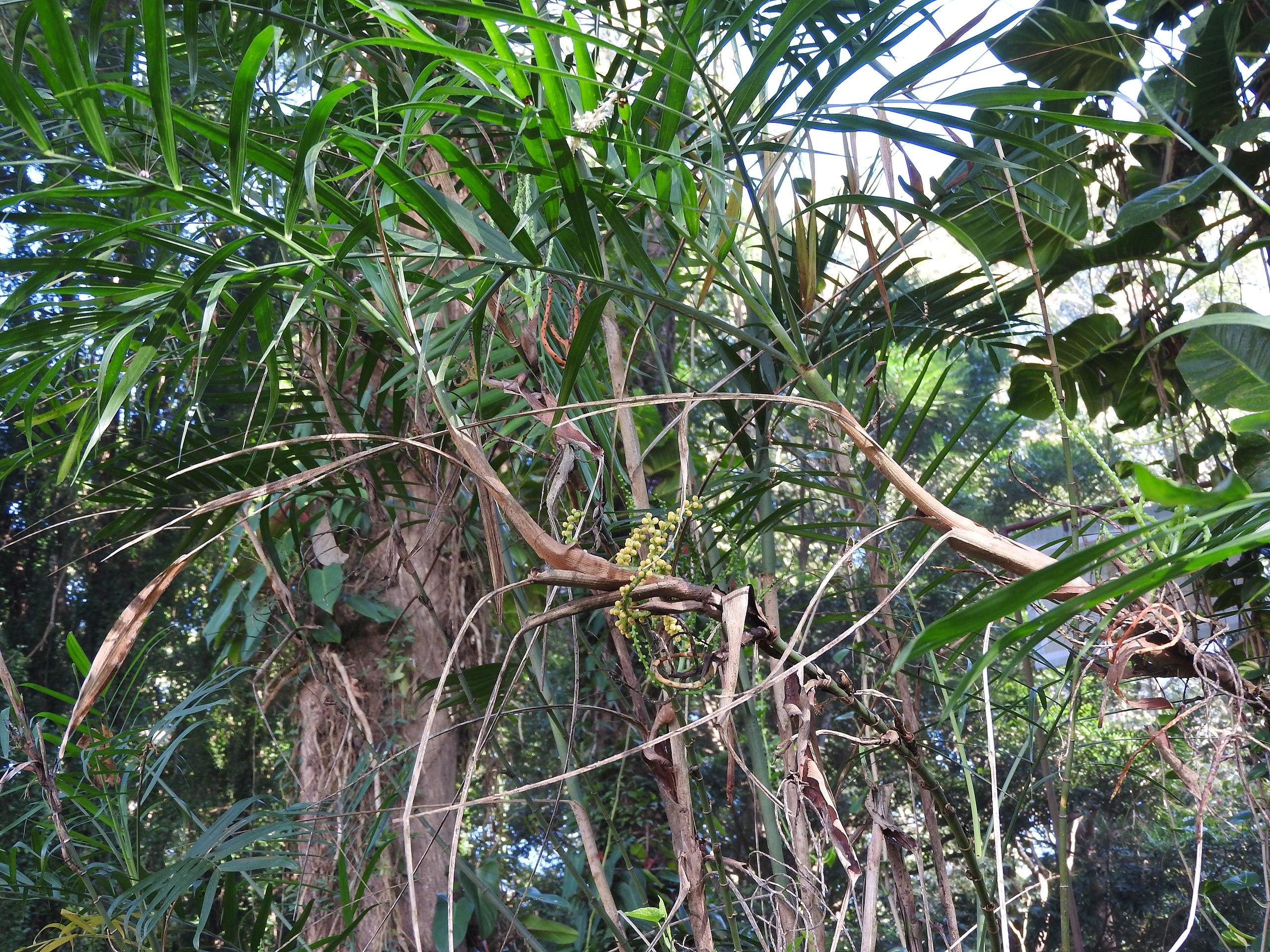 Yellow-green buds, green leaves and green-brown stems and branches.