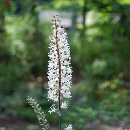 White flower with stamen, green buds and dark-gray stems.