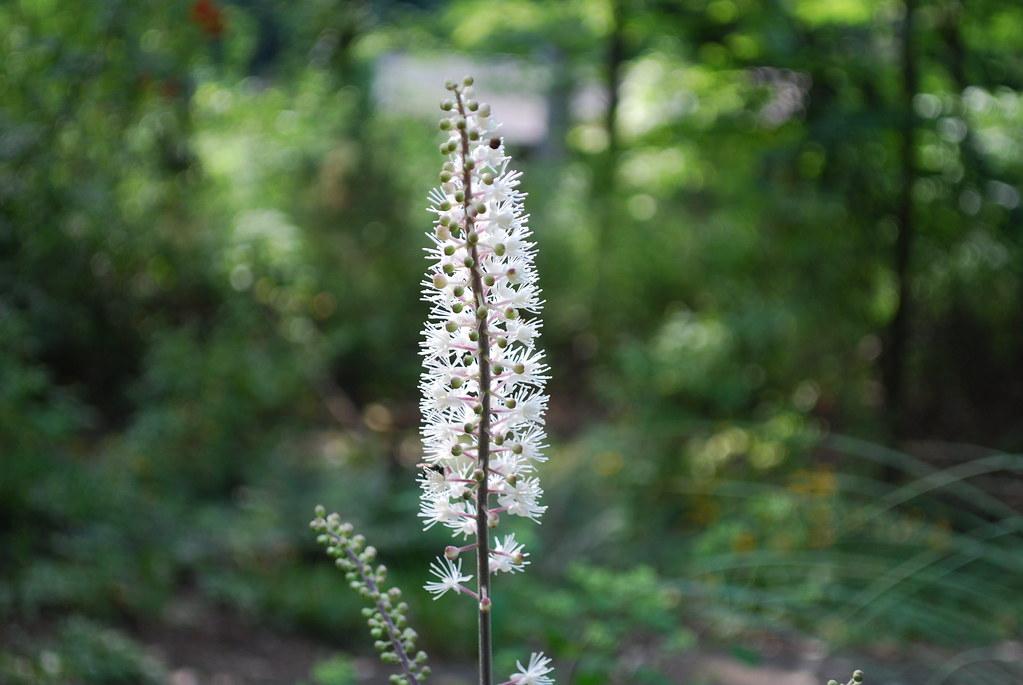 White flower with stamen, green buds and dark-gray stems.