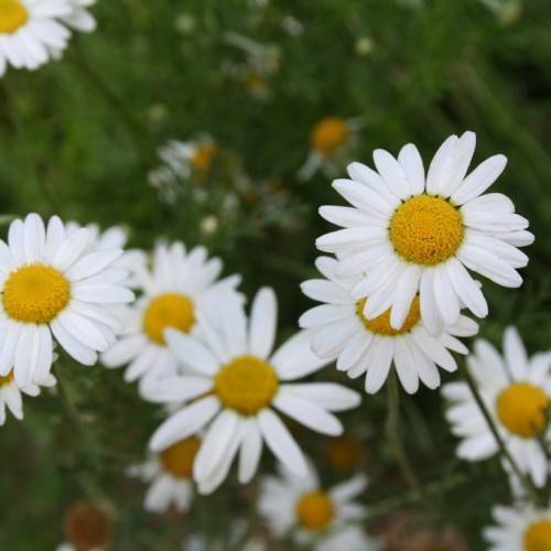 White flowers with yellow center on green stems with green leaves
