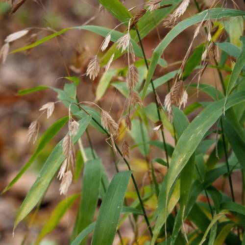Green leaves with dark-green stems and light-brown foliage with light-brown petioles