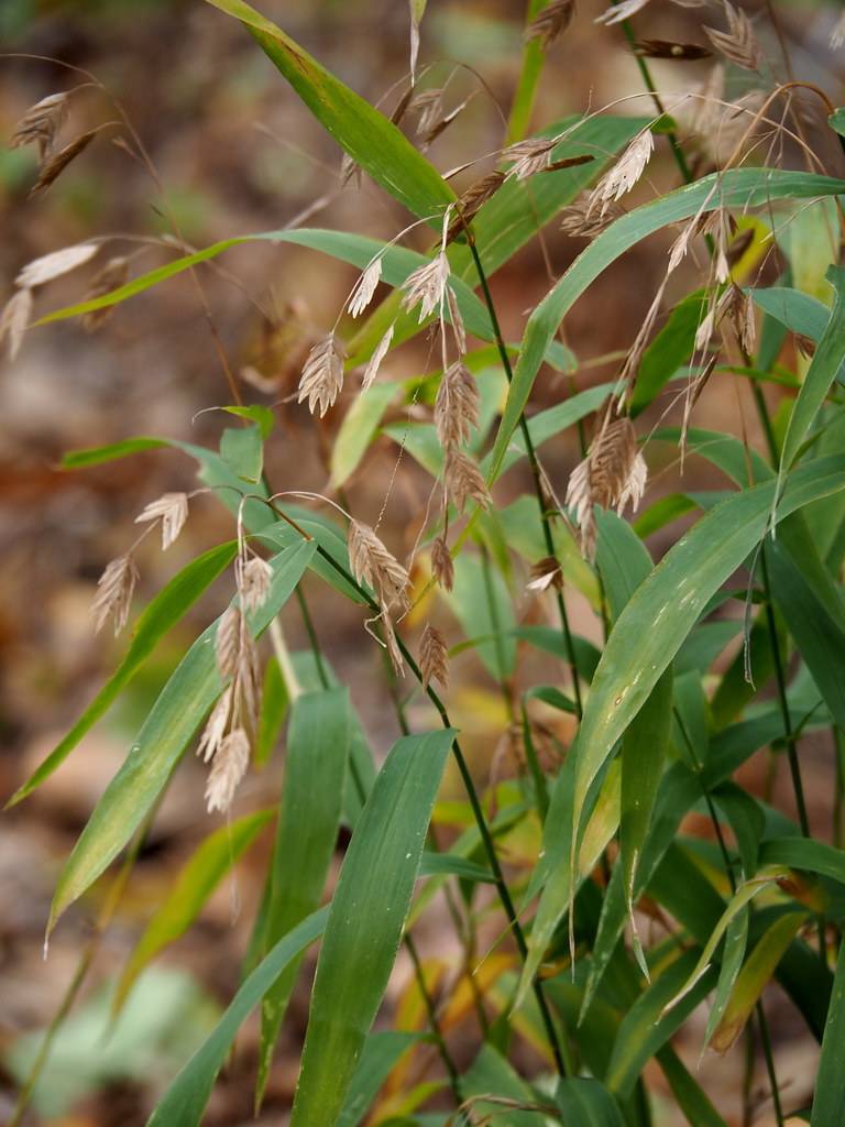 Green leaves with dark-green stems and light-brown foliage with light-brown petioles