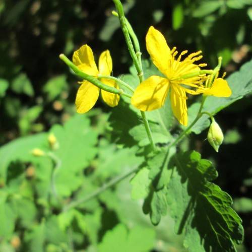 bright-yellow flowers with bright-yellow stamens with lush-green leaves on lush-green petioles and stems
