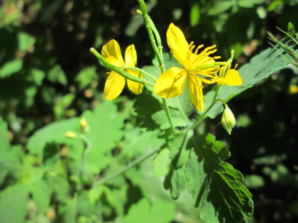 bright-yellow flowers with bright-yellow stamens with lush-green leaves on lush-green petioles and stems