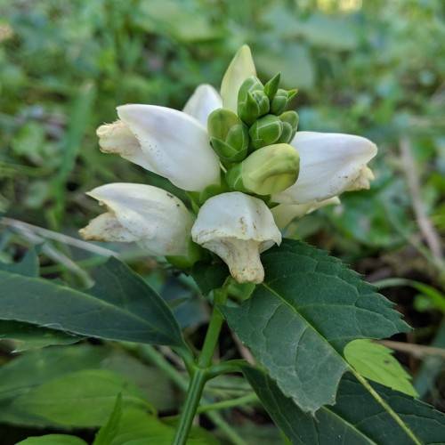White flowers with light-green buds and dark-green leaves with light-green veins on a green stem