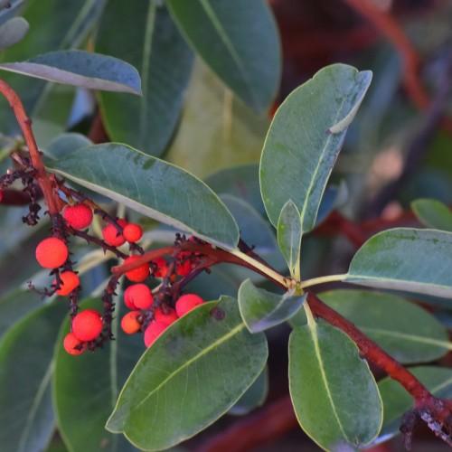 Red-brown stems with dark-green colored leaves and pink-red fruits.