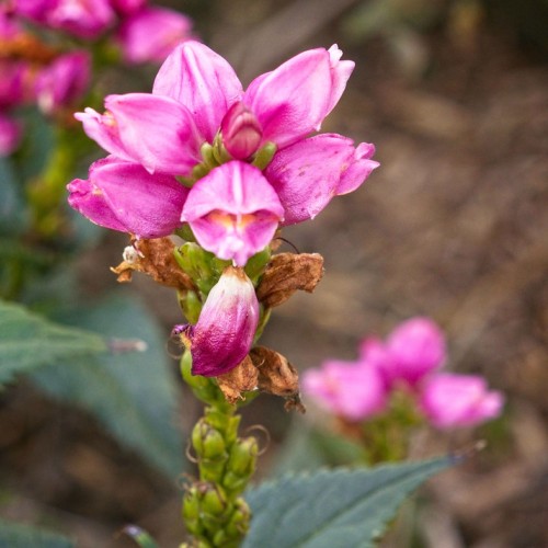 Magenta flower with orange center, lime-green buds and sepals, green leaves.