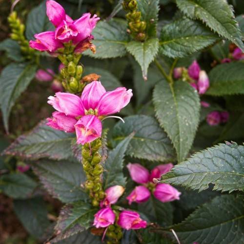 pink flowers with lime-green buds and dark-green leaves with lime-yellow midribs and green veins